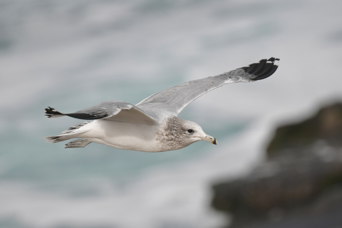 Калифорнийская чайка - ML645472723