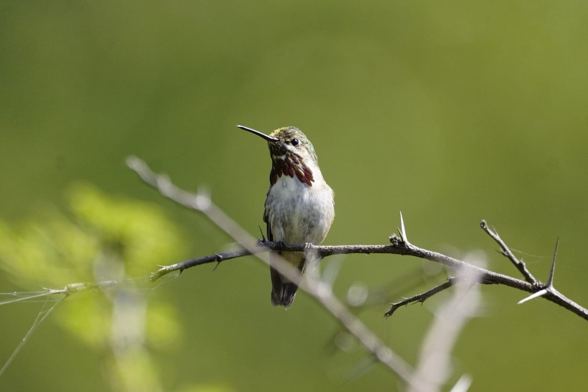 Каллиопа-звёздочка - ML645472724