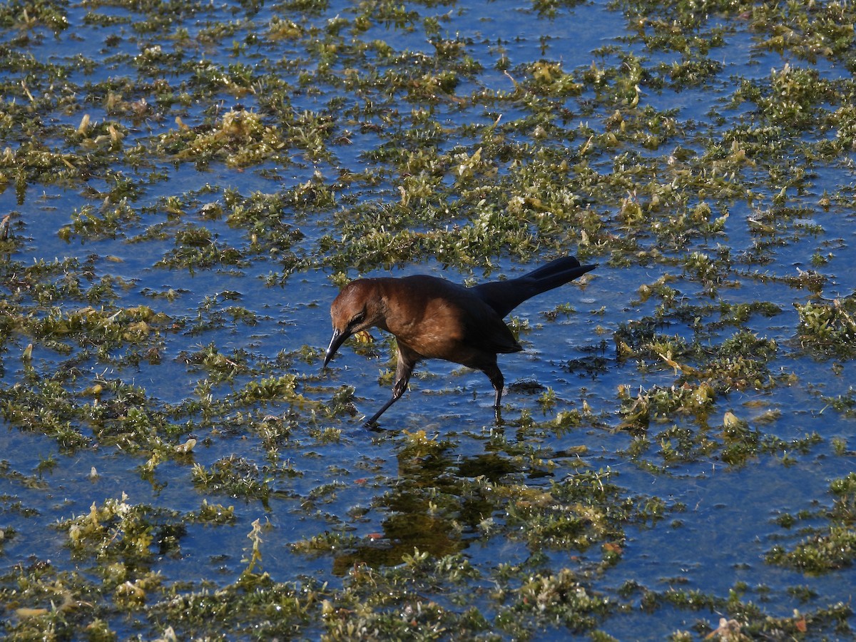 Лодкохвостый гракл - ML645472725