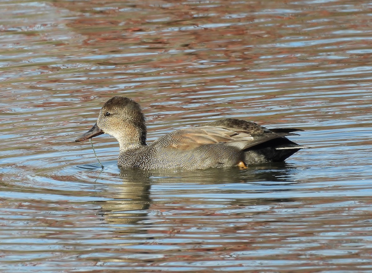 Серая утка - ML645472726