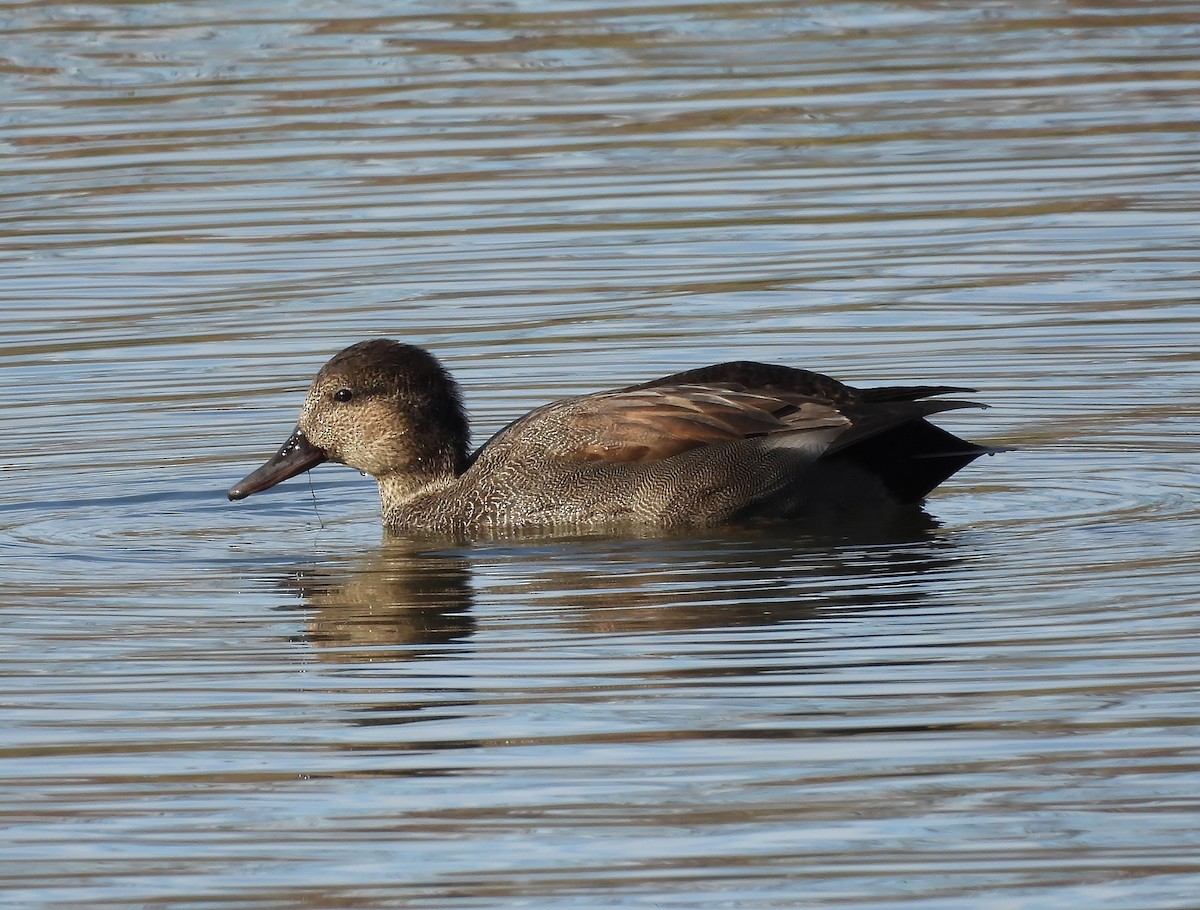 Серая утка - ML645472727