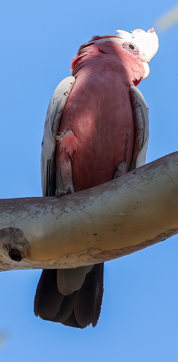 Розовый какаду - ML645472728