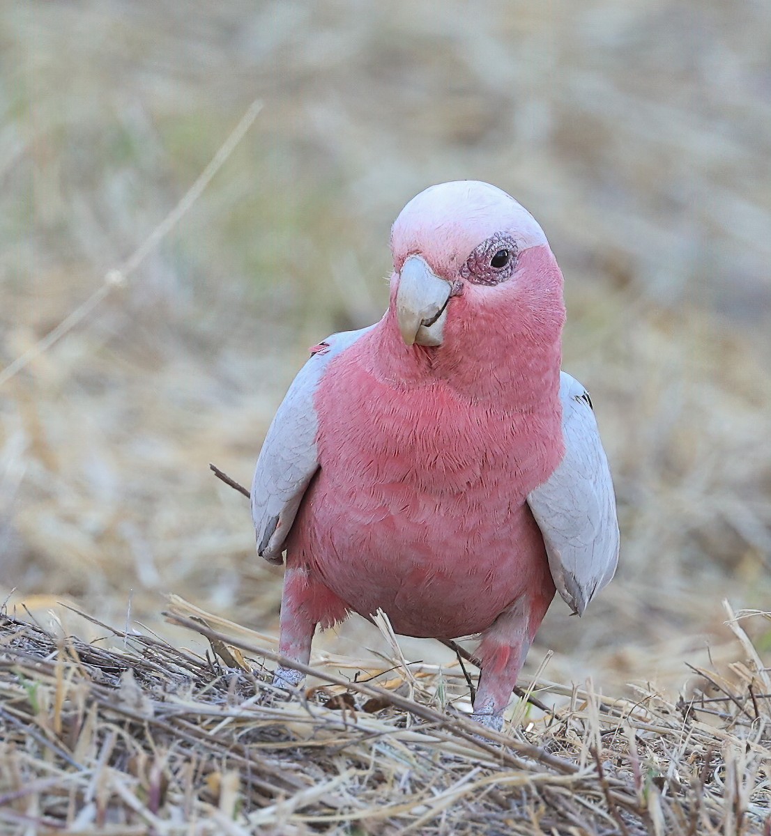 Розовый какаду - ML645472729