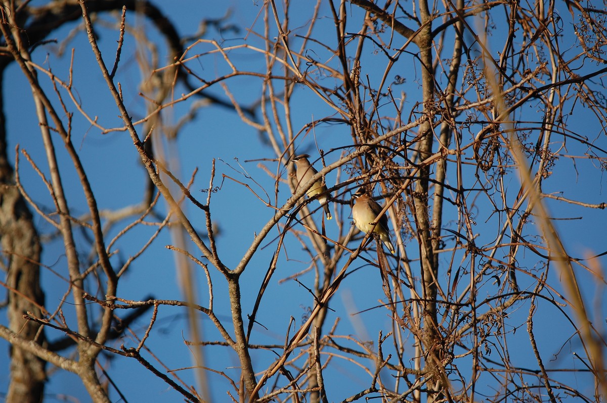 Cedar Waxwing - ML645472740