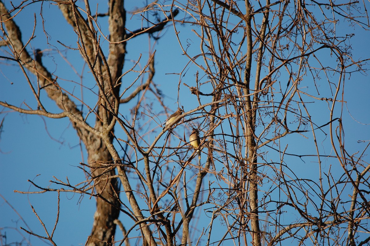 Cedar Waxwing - ML645472741