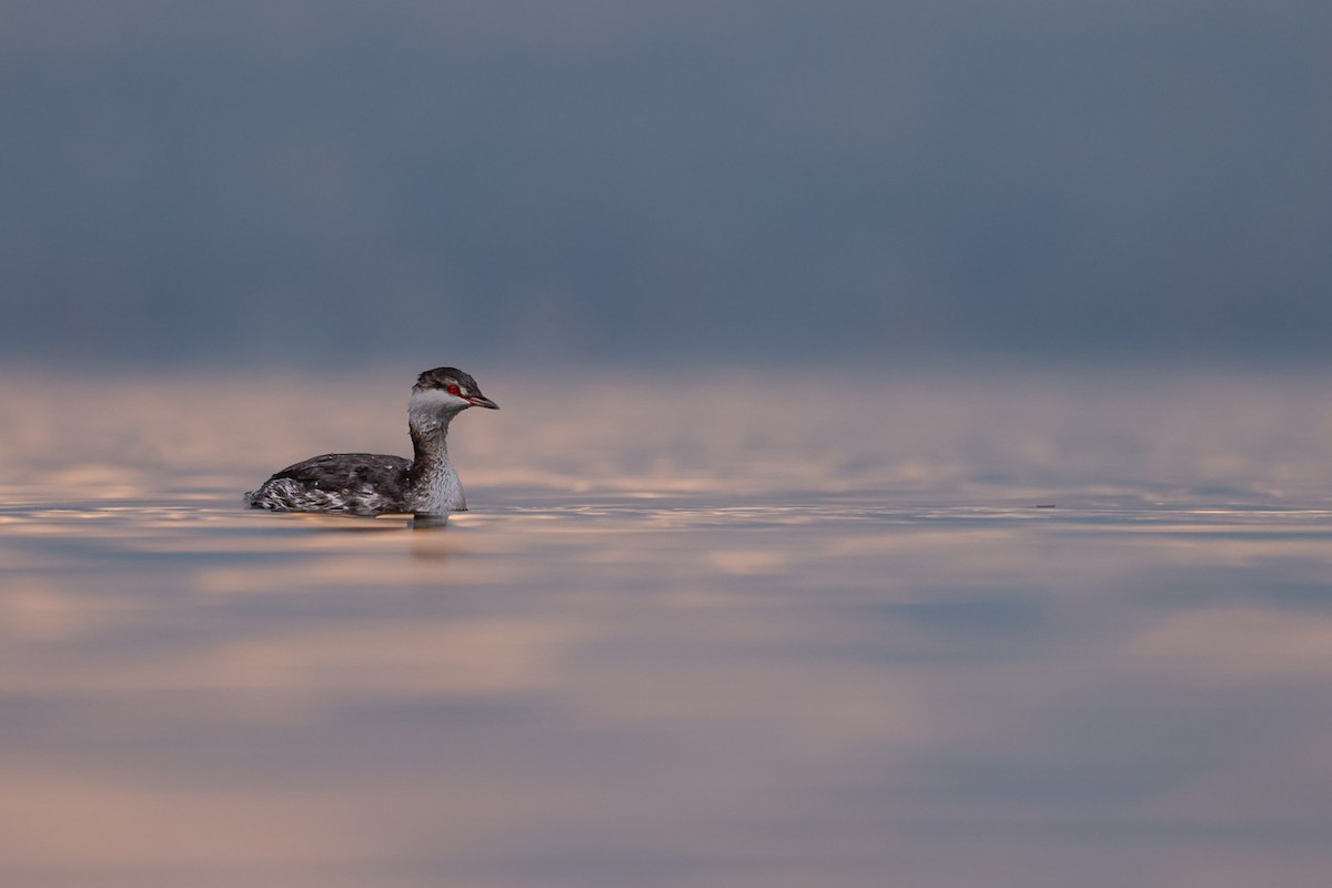Красношейная поганка - ML645472743