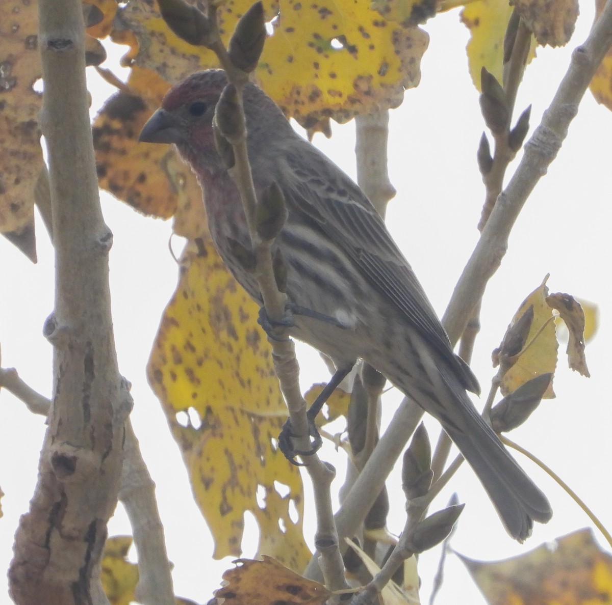 House Finch - ML645472749