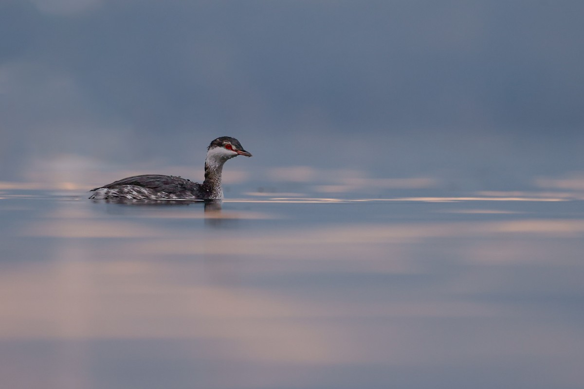 Красношейная поганка - ML645472750