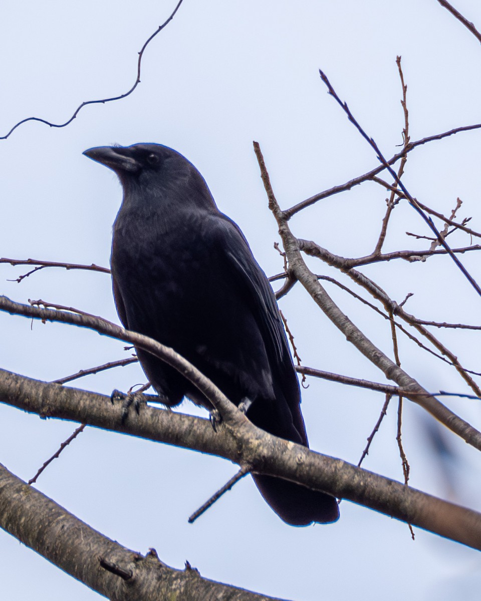 American Crow - ML645472752