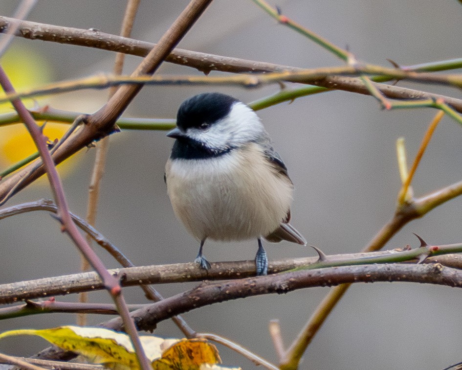 Каролинская гаичка - ML645472766