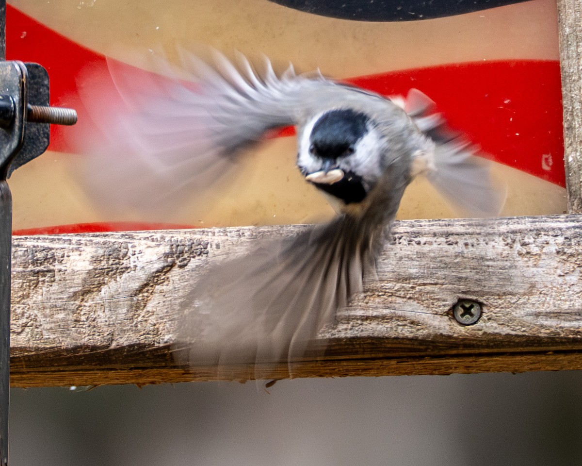 Каролинская гаичка - ML645472767