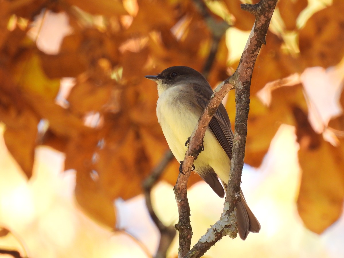 Eastern Phoebe - ML645472771
