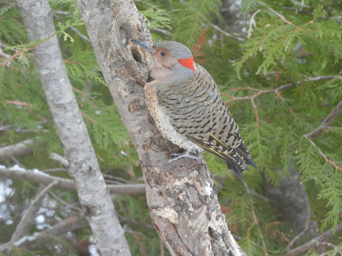 Northern Flicker - ML645472772