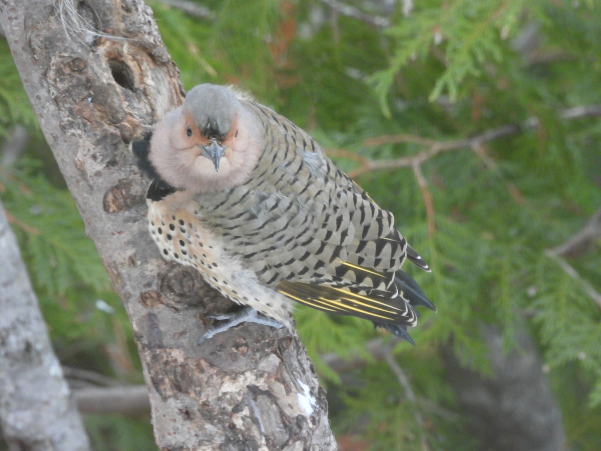 Northern Flicker - ML645472773