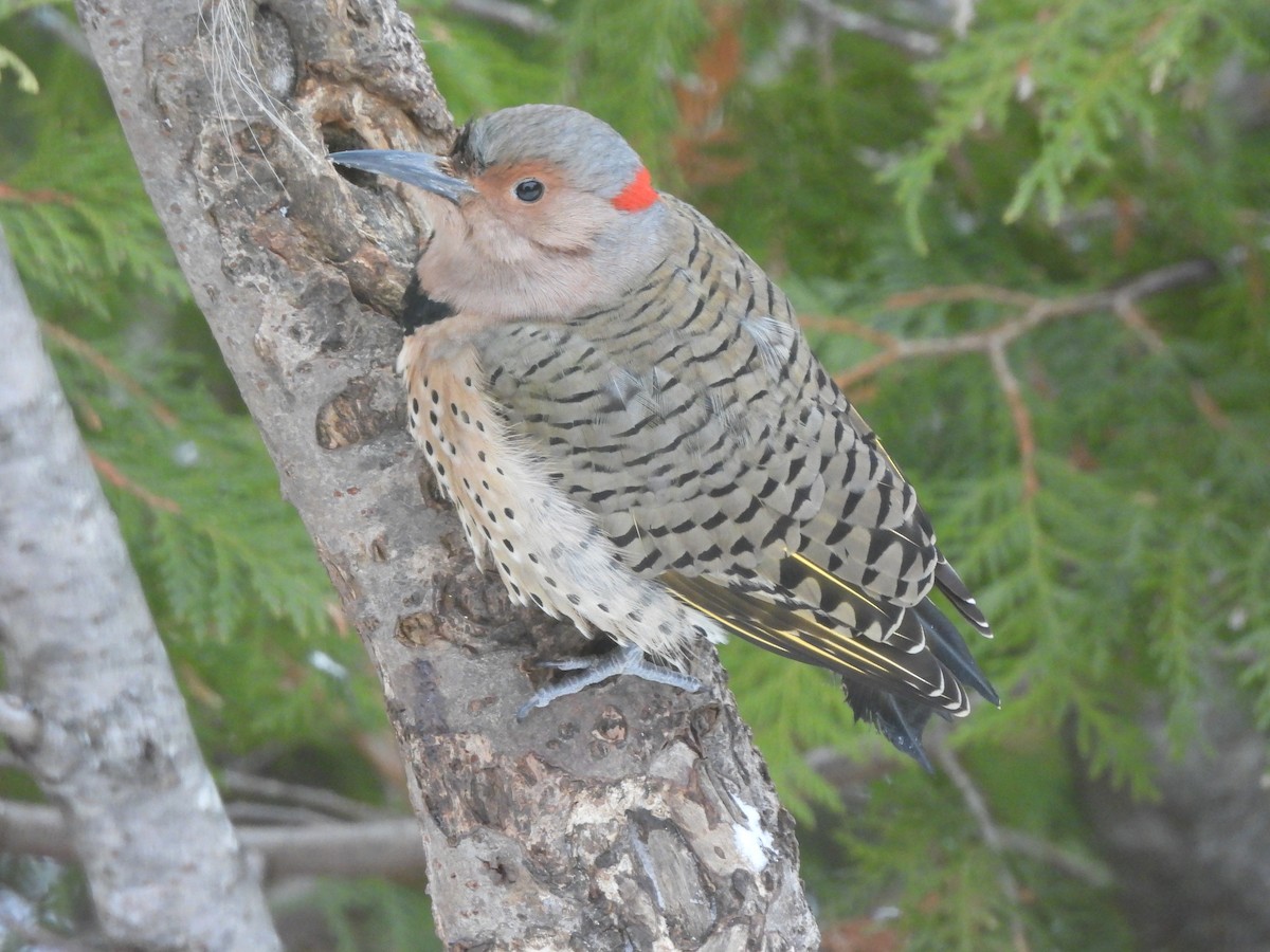 Northern Flicker - ML645472774