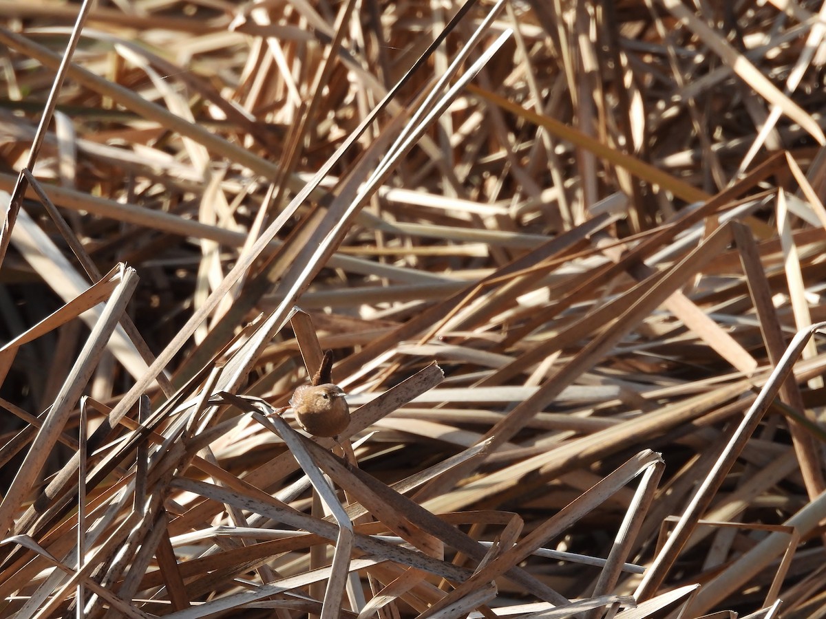 Chochín Hiemal - ML645472776