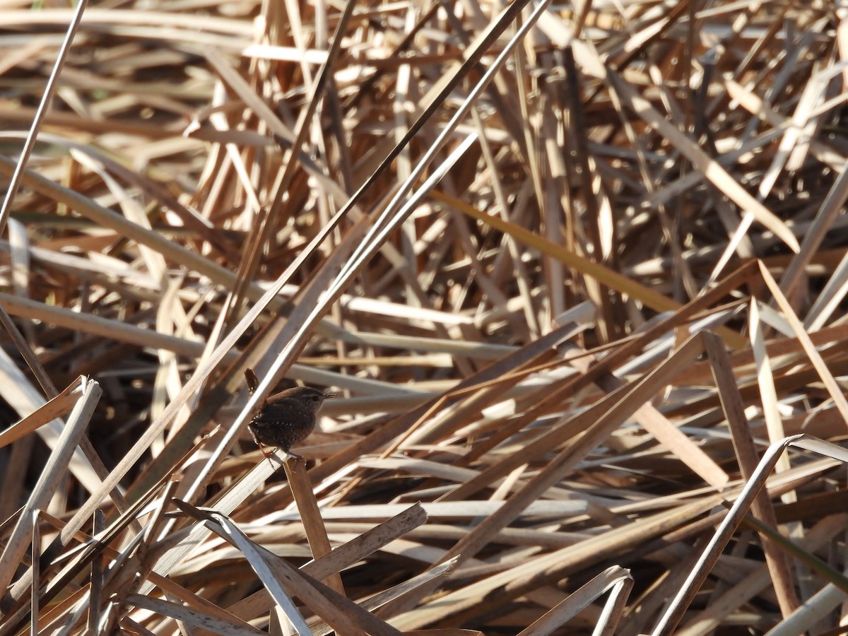 Chochín Hiemal - ML645472778