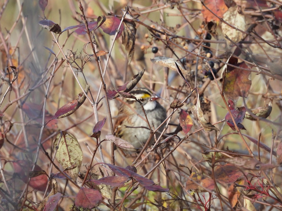 Chingolo Gorjiblanco - ML645472793