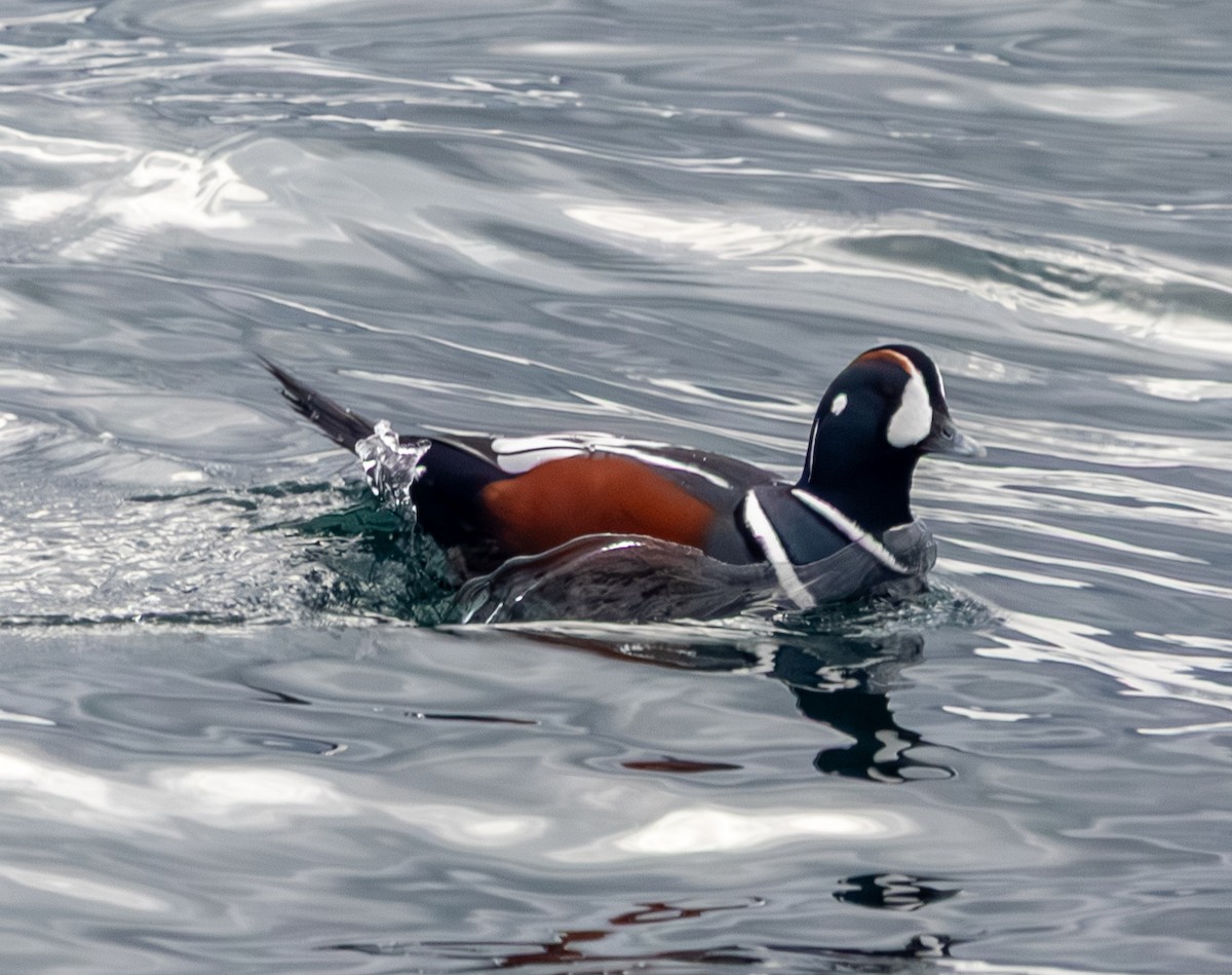 Ahate arlekina - ML645472795