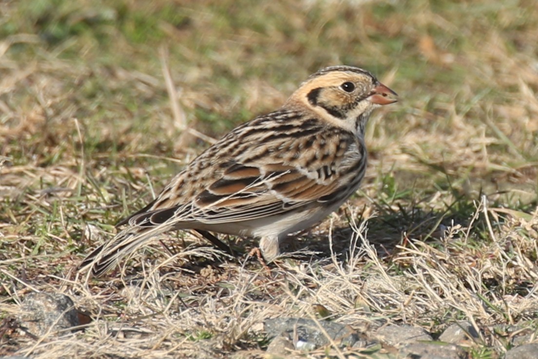 Lapland Longspur - ML645472797