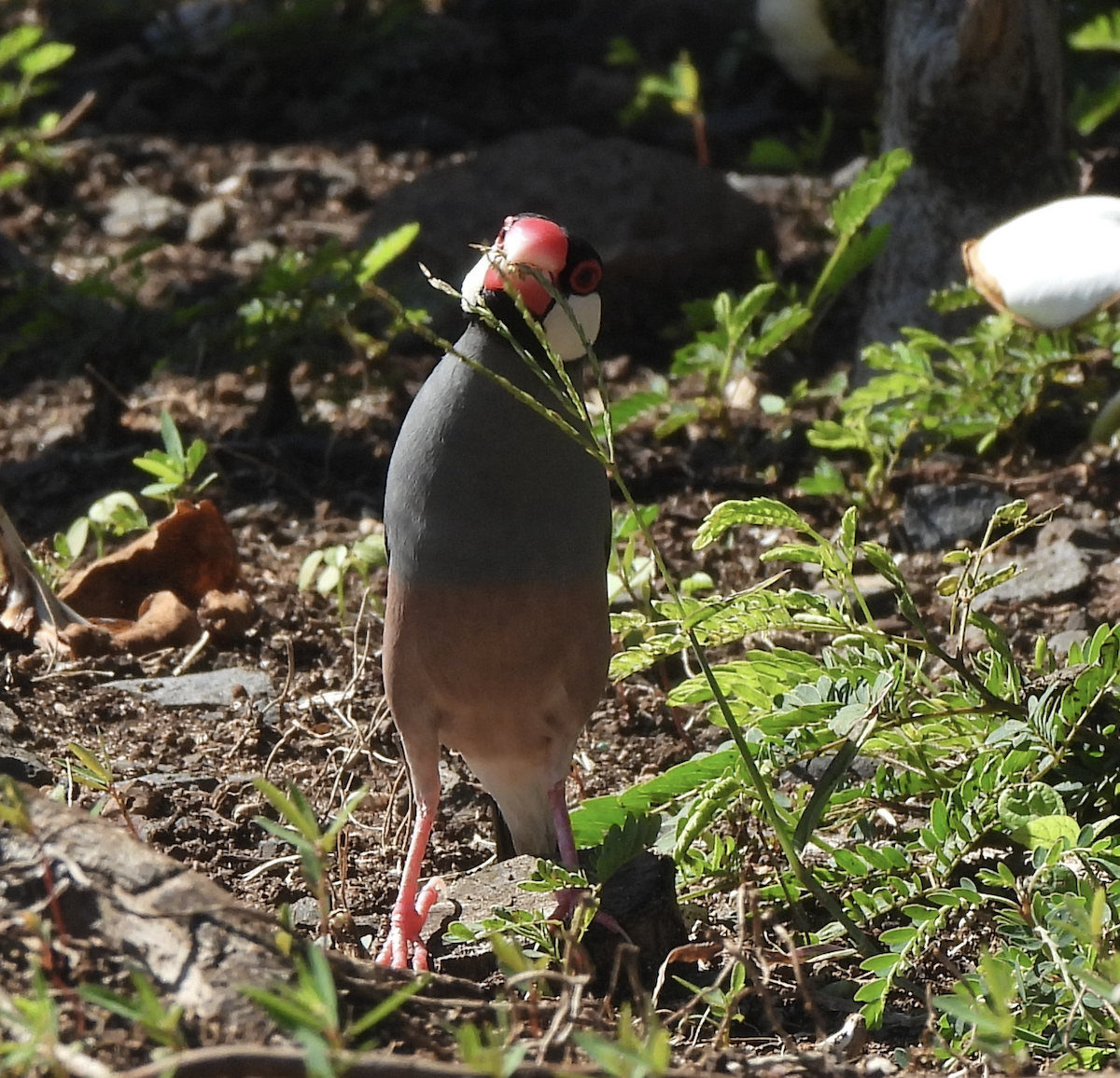 Capuchino Arrocero de Java - ML645472798