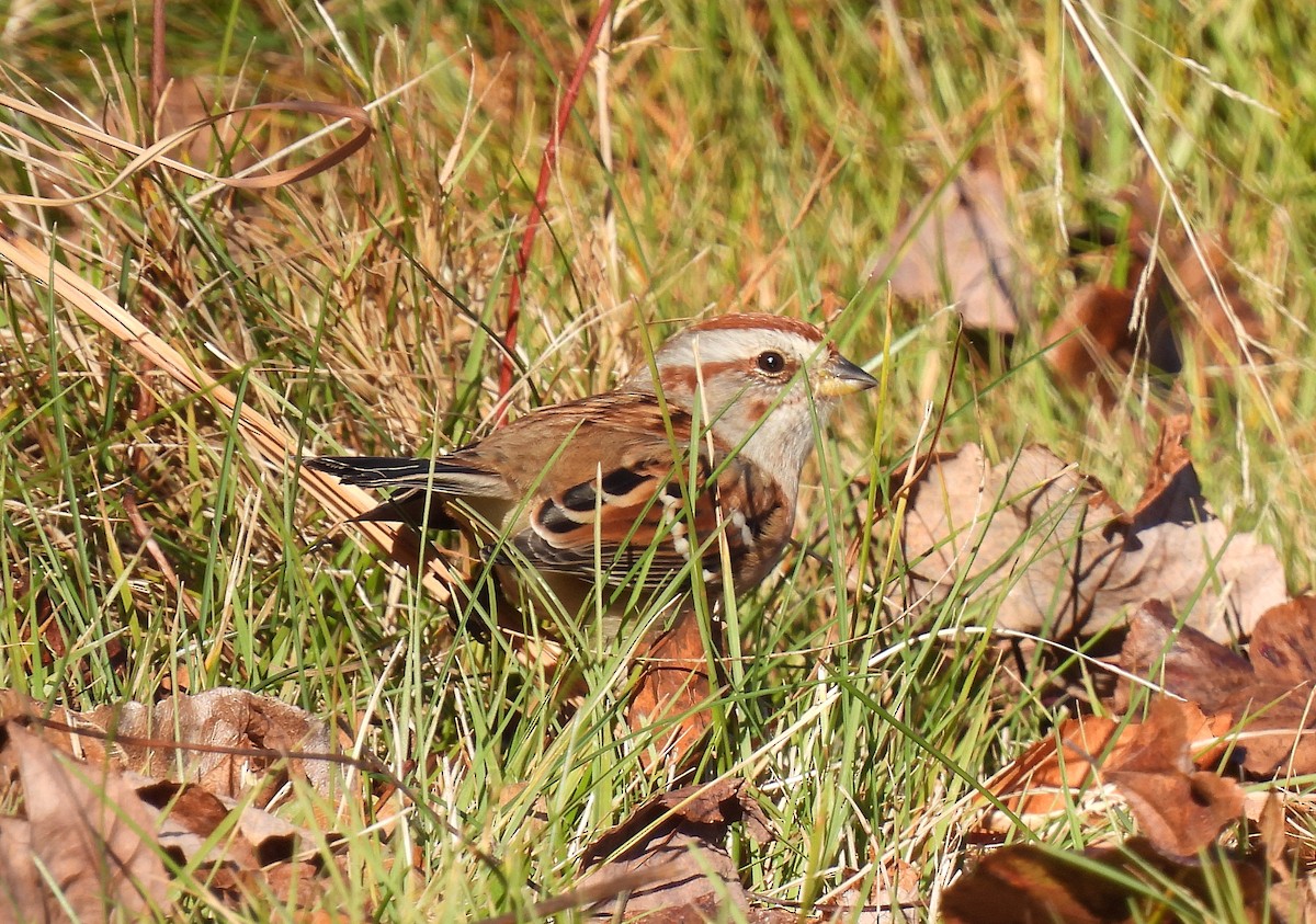 Chingolo Arbóreo - ML645472799