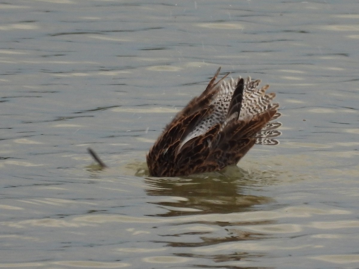 Agujeta Gris - ML645472800
