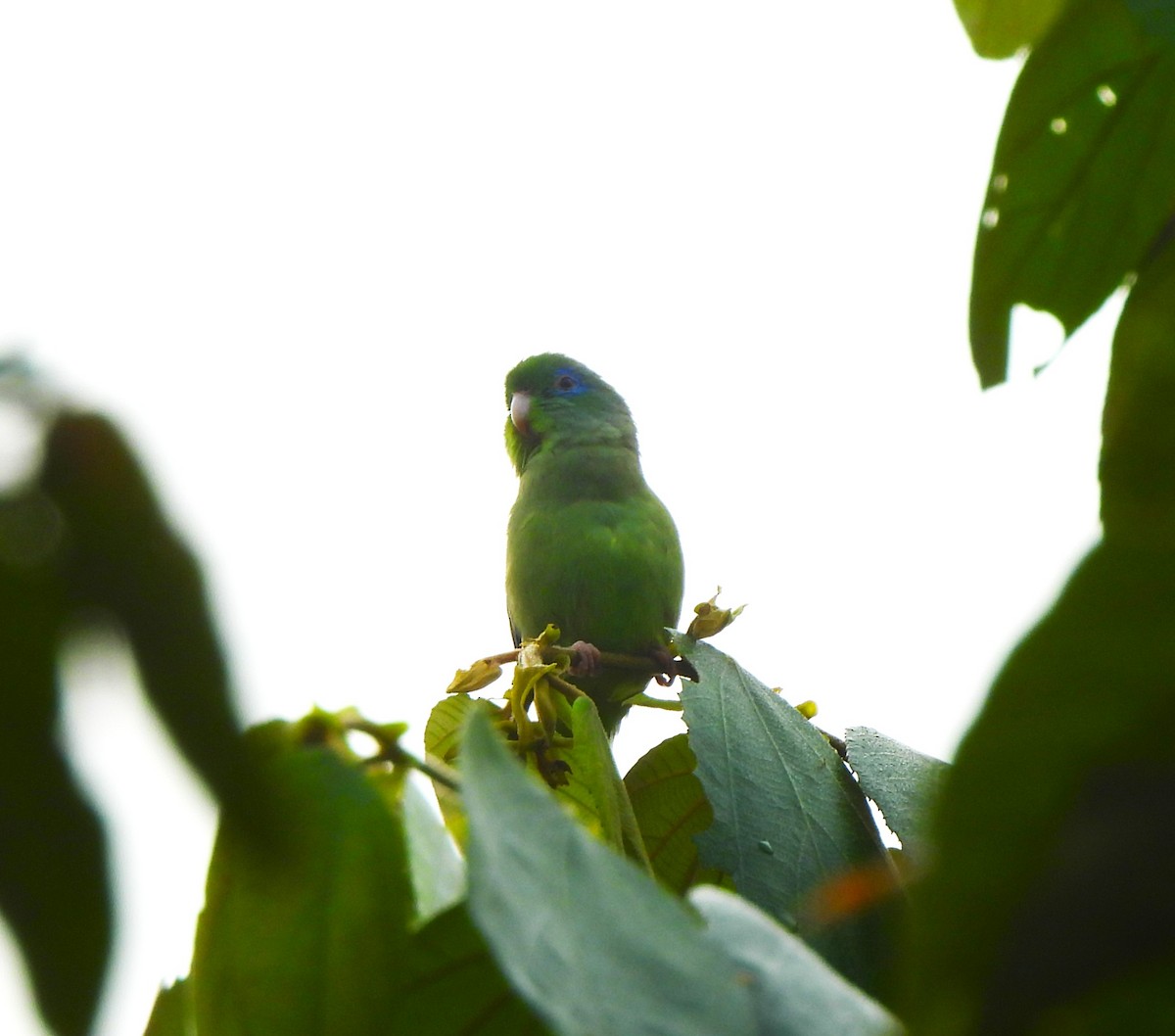 Cotorrita de Anteojos - ML645472801
