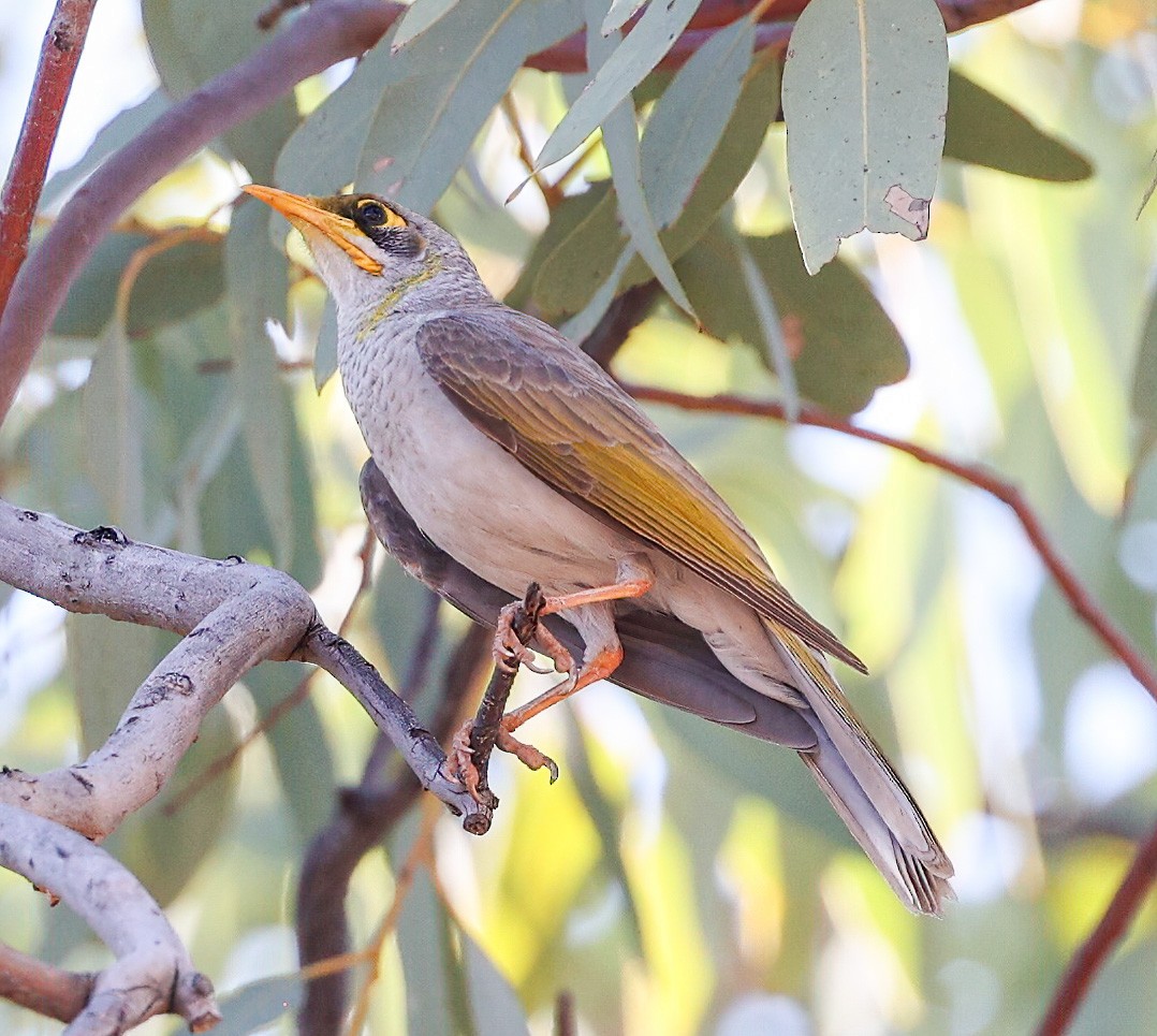 Mielero Goligualdo - ML645472804