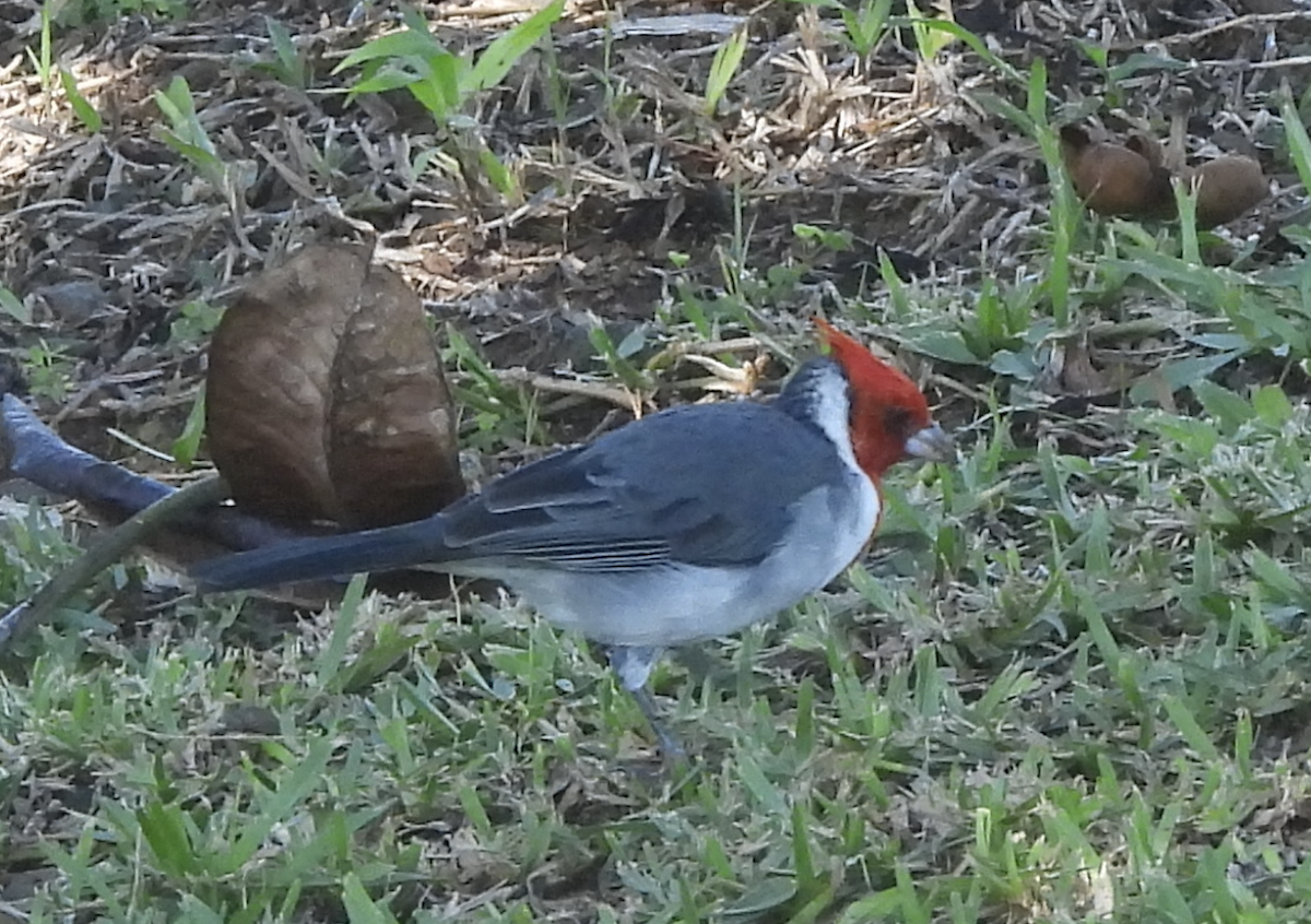 Cardenilla Crestada - ML645472806