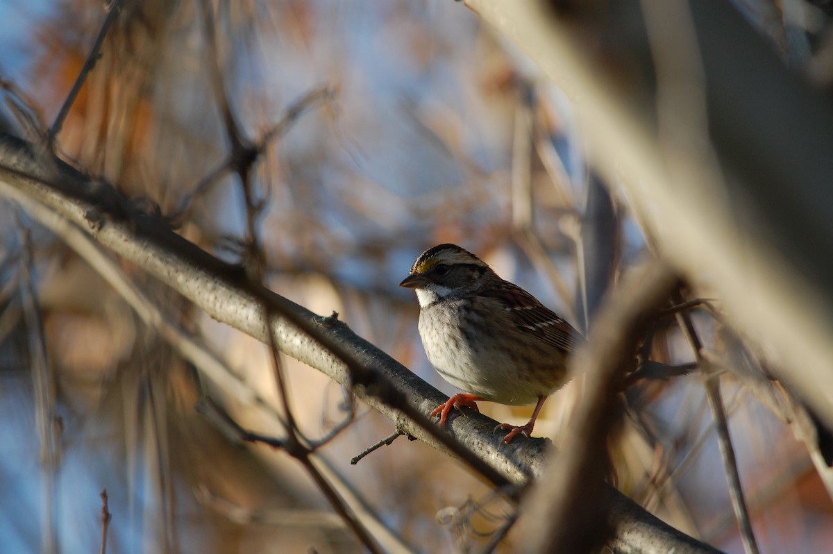 Chingolo Gorjiblanco - ML645472808