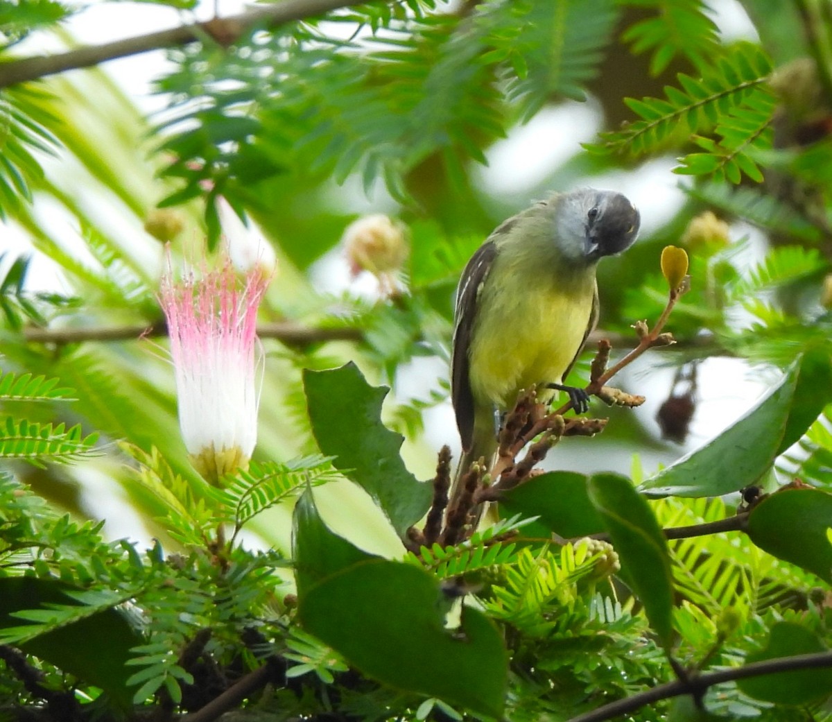 Mosquerito Coronado - ML645472809