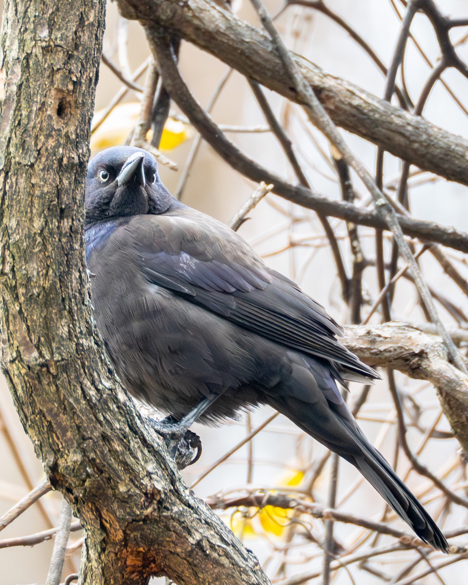 Zanate Común - ML645472813