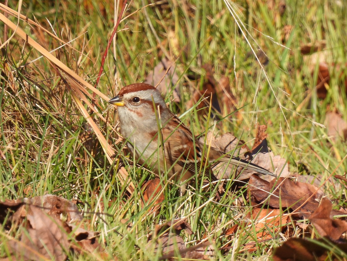 Chingolo Arbóreo - ML645472815