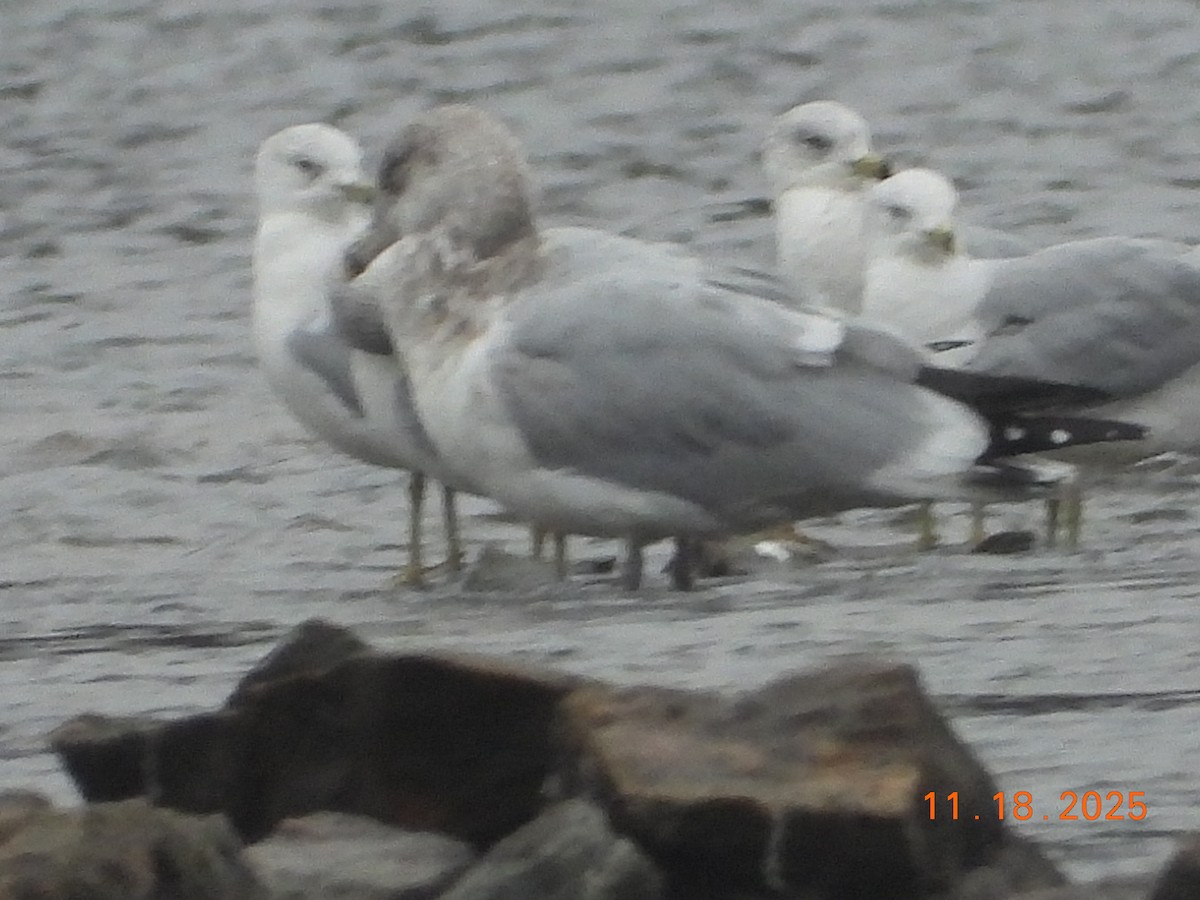 Gaviota Argéntea Americana - ML645472818