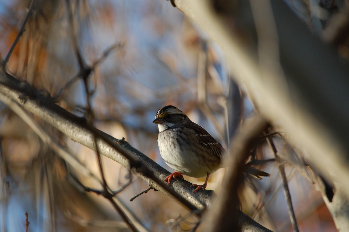 Chingolo Gorjiblanco - ML645472819