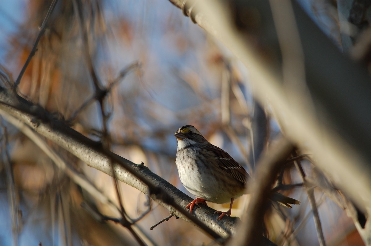 Chingolo Gorjiblanco - ML645472820