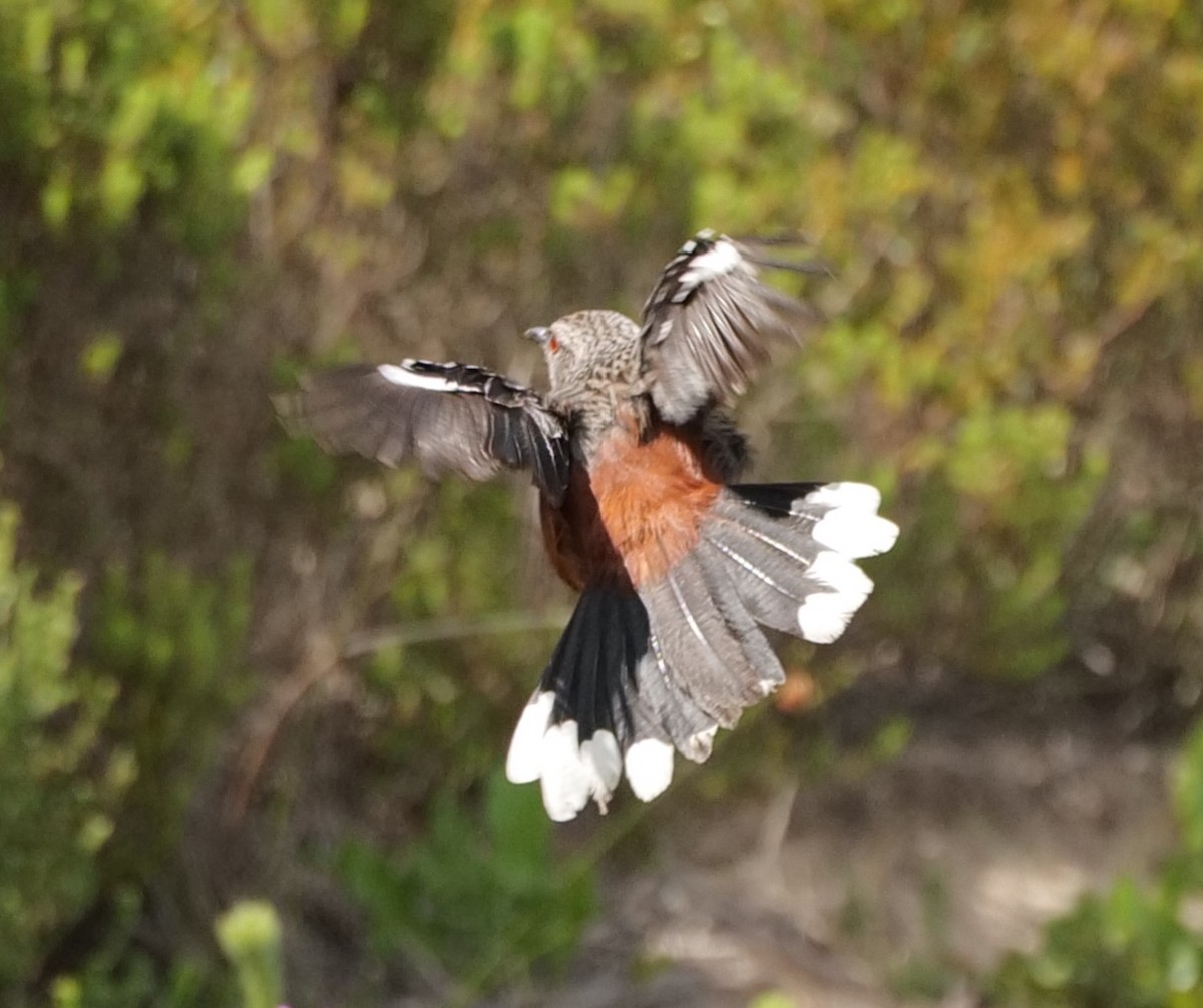 Saltarrocas de El Cabo - ML645472821