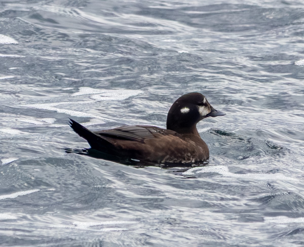 Pato Arlequín - ML645472823