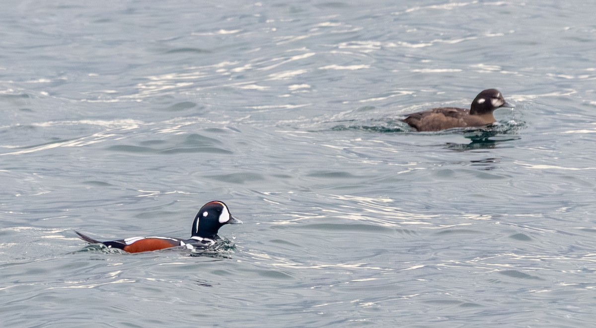 Pato Arlequín - ML645472824