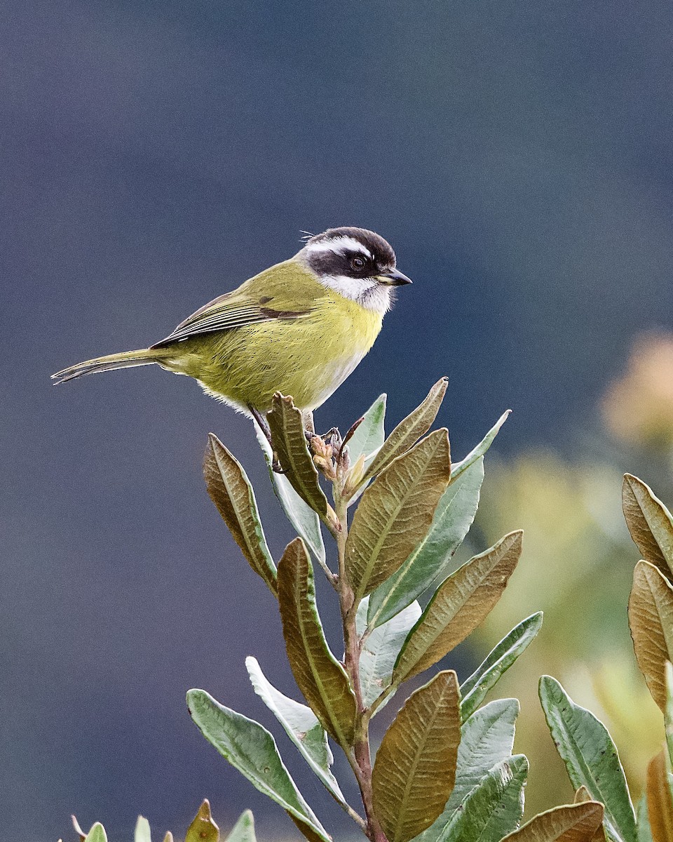 Clorospingo Cejiblanco - ML645472825