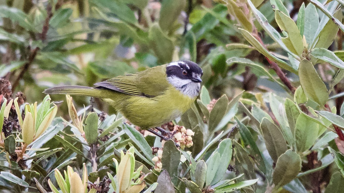 Clorospingo Cejiblanco - ML645472826