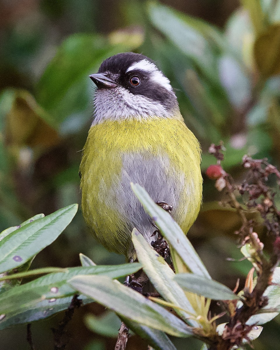 Clorospingo Cejiblanco - ML645472827