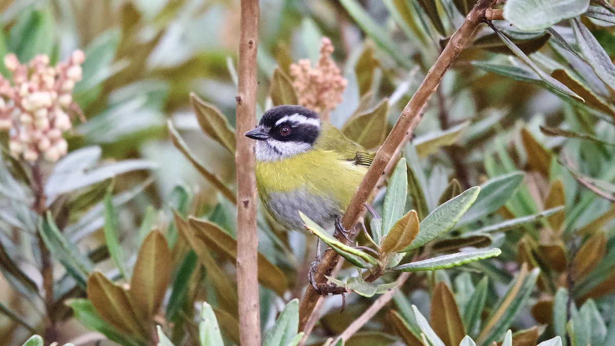 Clorospingo Cejiblanco - ML645472828