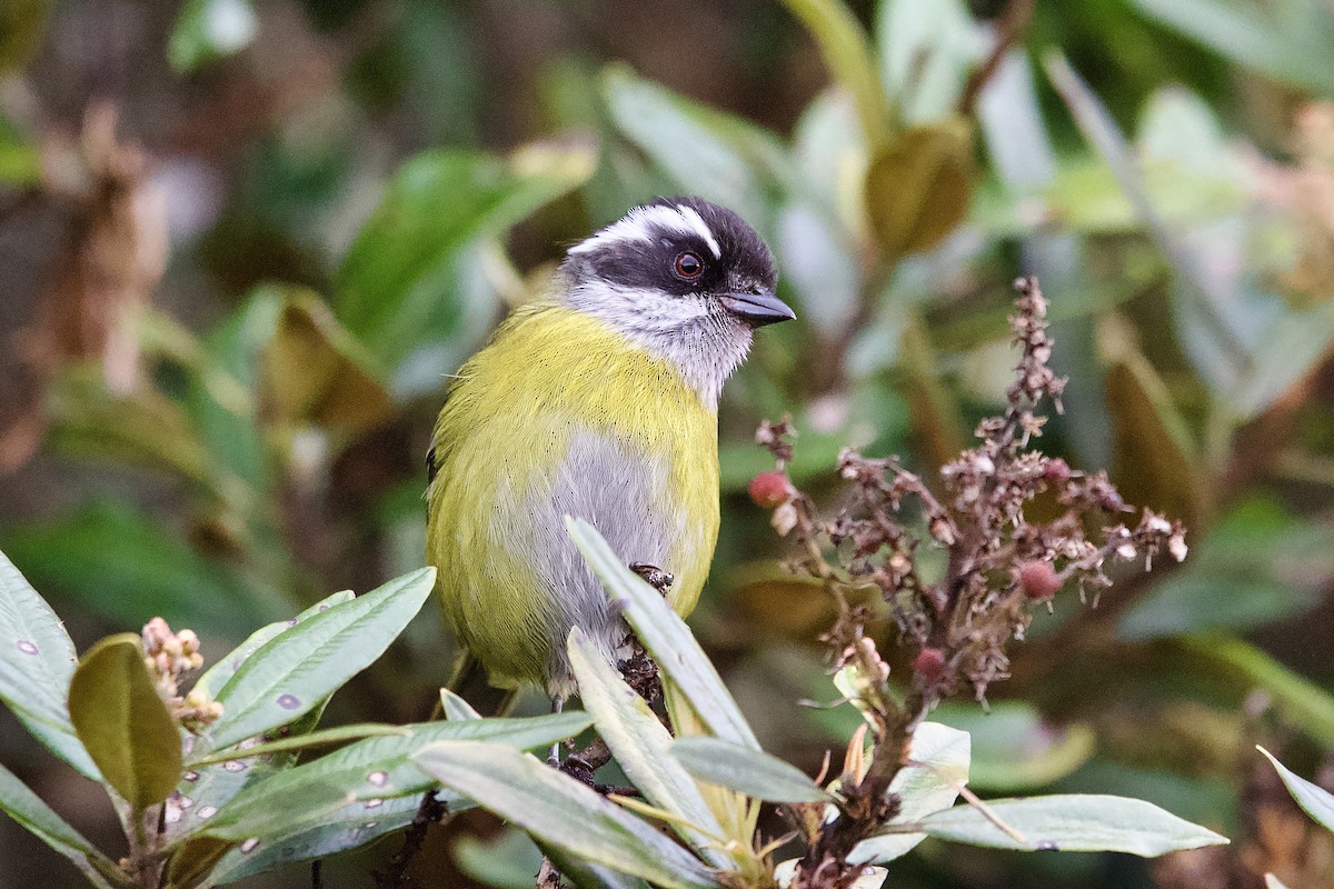 Clorospingo Cejiblanco - ML645472829