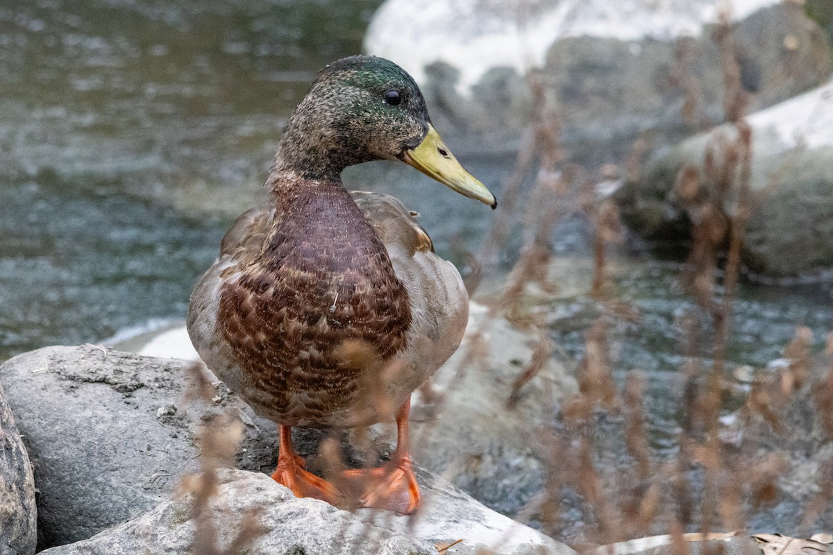 Ánade Azulón - ML645472832