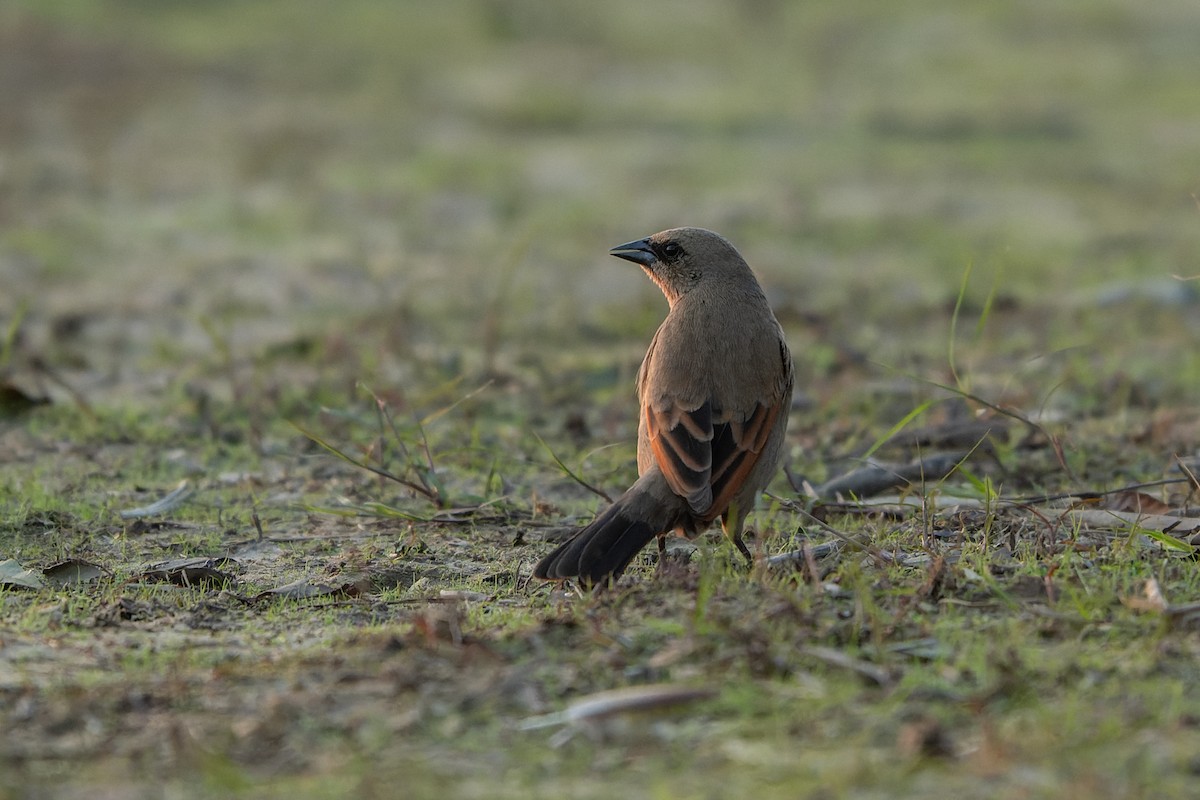 Tordo Músico - ML645472833