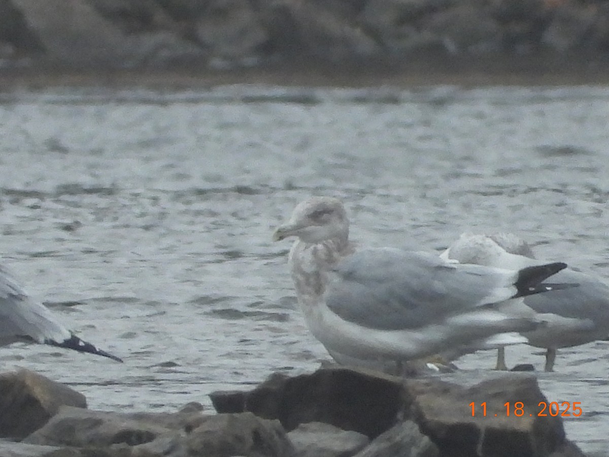 Gaviota Argéntea Americana - ML645472834