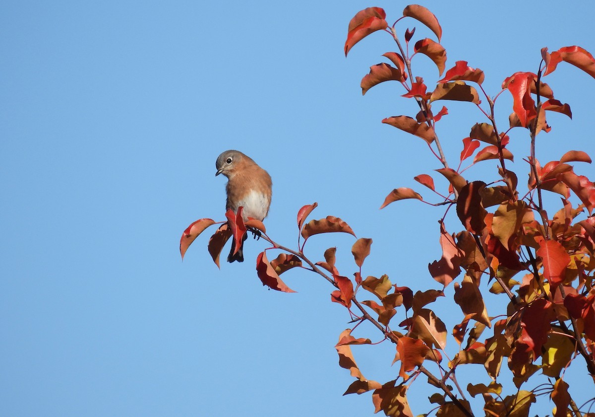 Azulejo Oriental - ML645472842