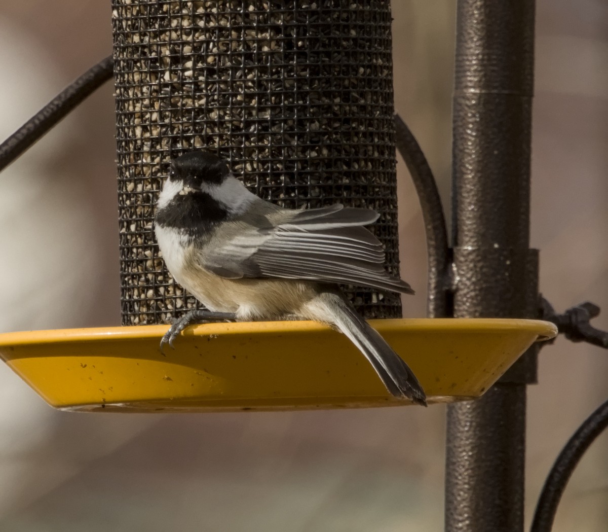 Black-capped Chickadee - ML645472843